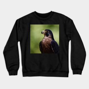 Peregrine Falcon Crewneck Sweatshirt